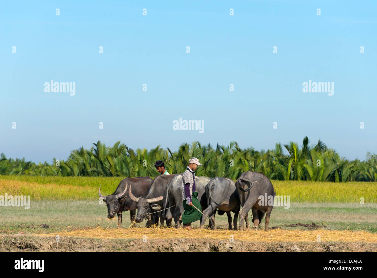 Bauer mit Wasserbüffel am Ufer des Kaladan River, Sittwe, Rakhine State in Myanmar Stockfoto
