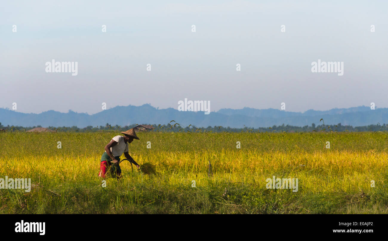 Bauern ernten Reis am Ufer des Kaladan River, Sittwe, Rakhine State in Myanmar Stockfoto