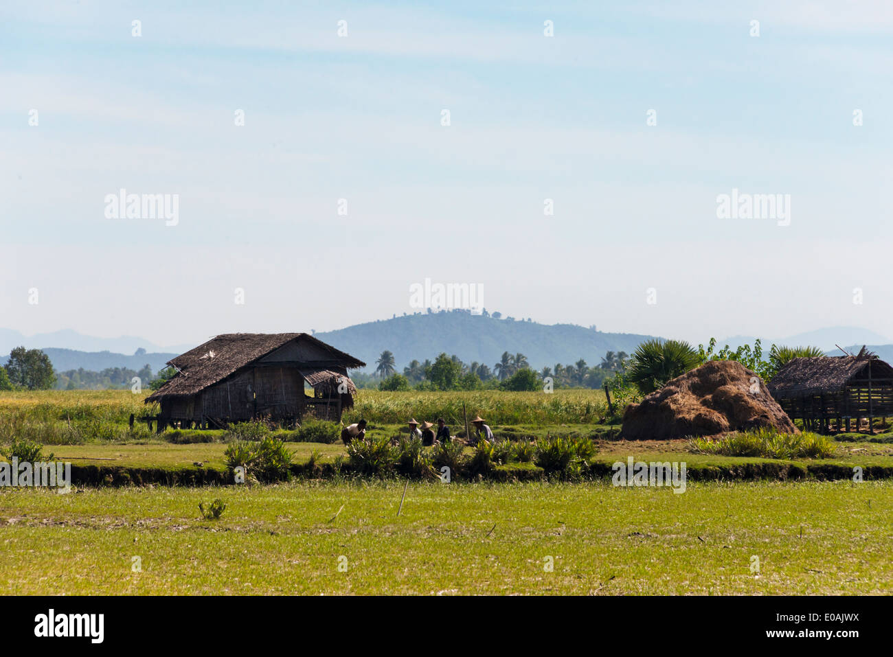 Ackerland und Wasserbüffel am Ufer des Kaladan River, Sittwe, Rakhine State in Myanmar Stockfoto