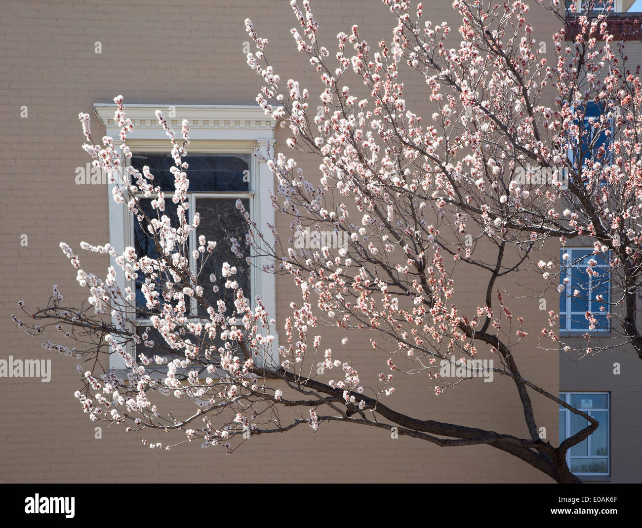 Frühlingsblüten vor Fenster Stockfoto