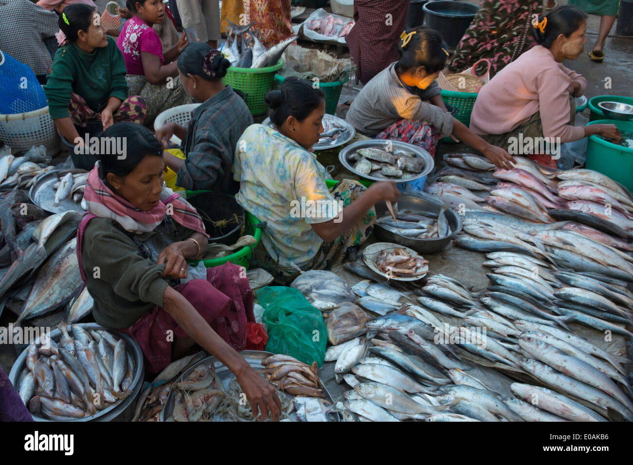 Fisch Markt, Sittwe, Rakhine State in Myanmar Stockfoto
