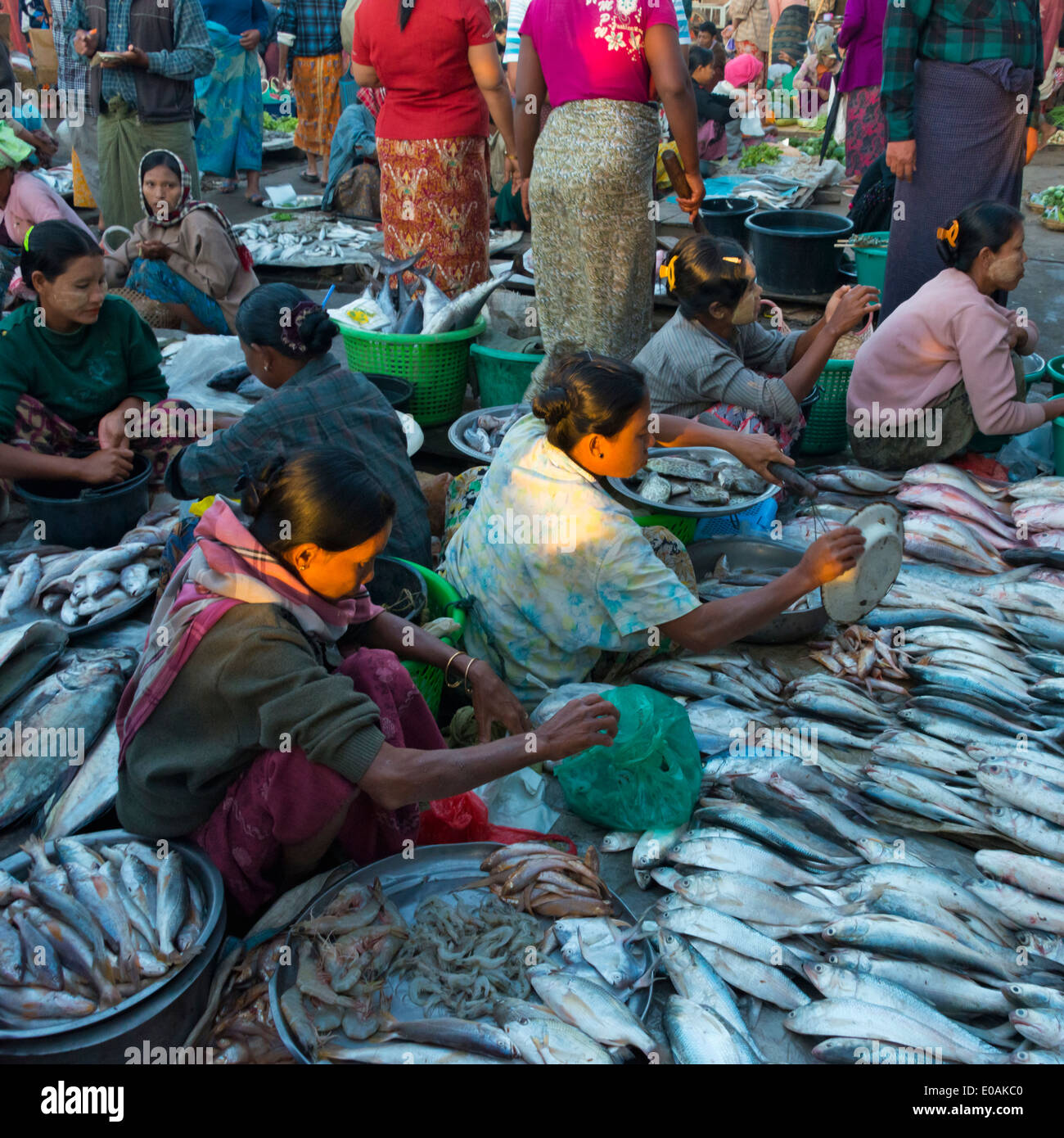 Fisch Markt, Sittwe, Rakhine State in Myanmar Stockfoto