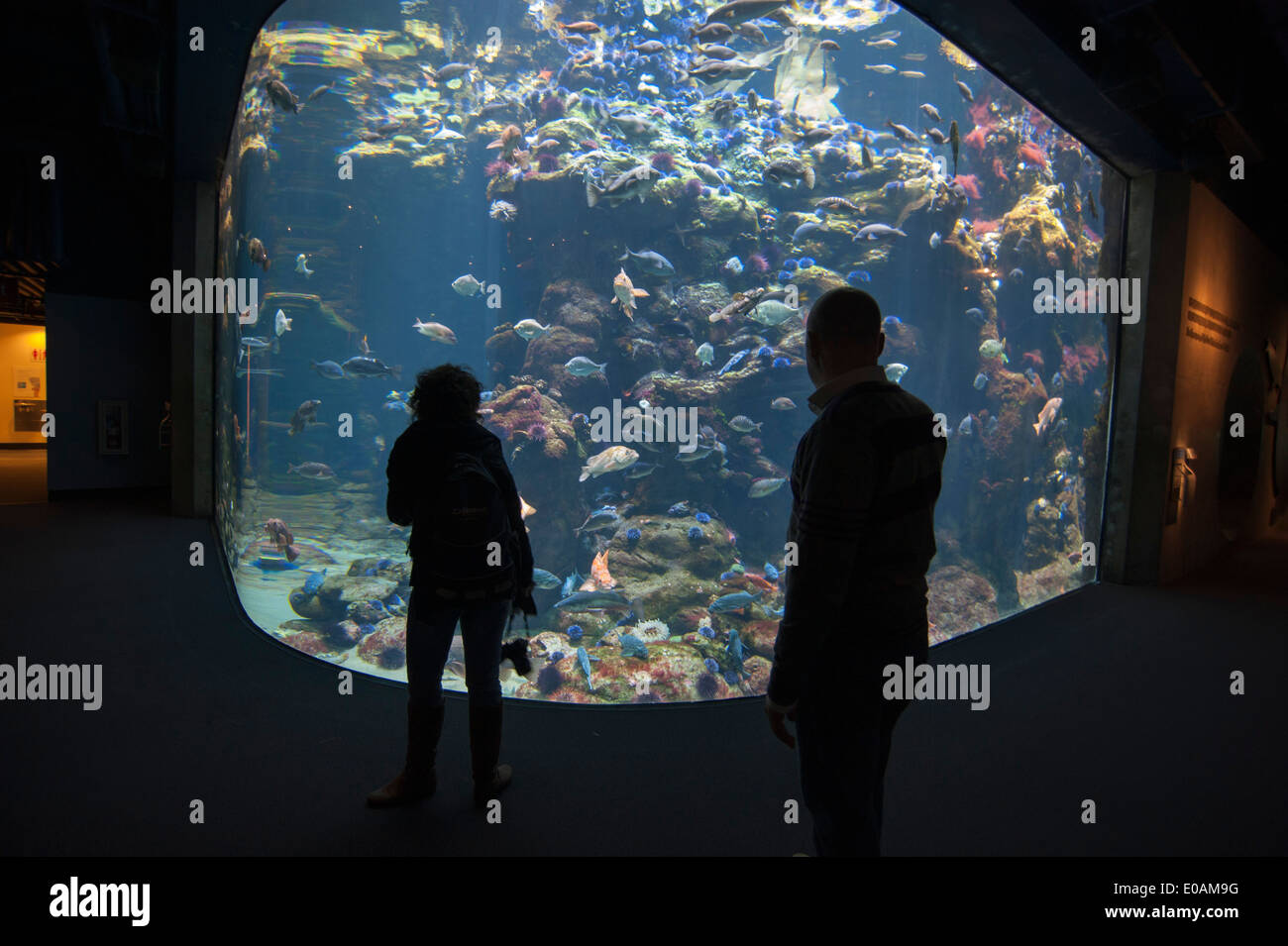 California Academy of Sciences, Golden Gate Park, San Francisco, Kalifornien, USA Stockfoto