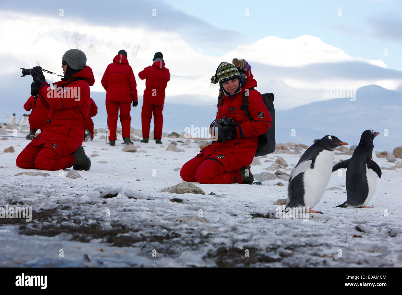 weibliche Touristen mit Kamera beobachtet Gentoo Pinguine am Neko harbour Antarktis Stockfoto