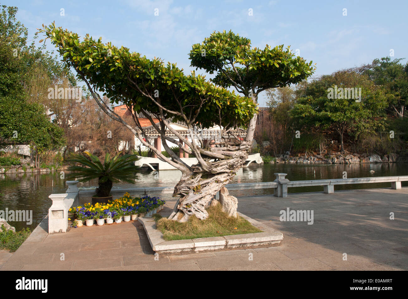 Baum in Form eines Vogels, Zhu's Familiengarten, Jianshui, Yunnan, China Stockfoto