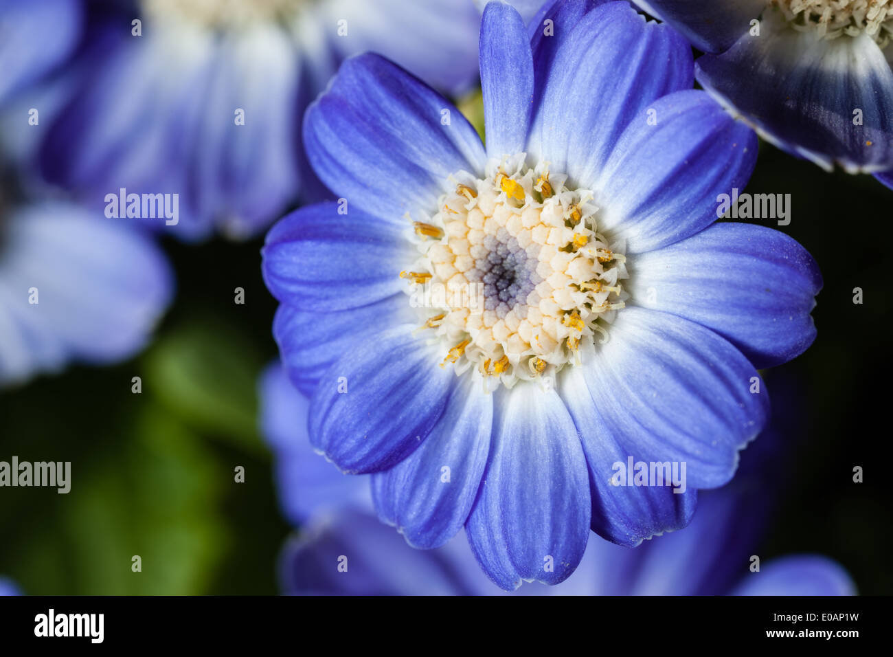 Extreme Makroaufnahme einer kleinen blauen Blume Stockfoto