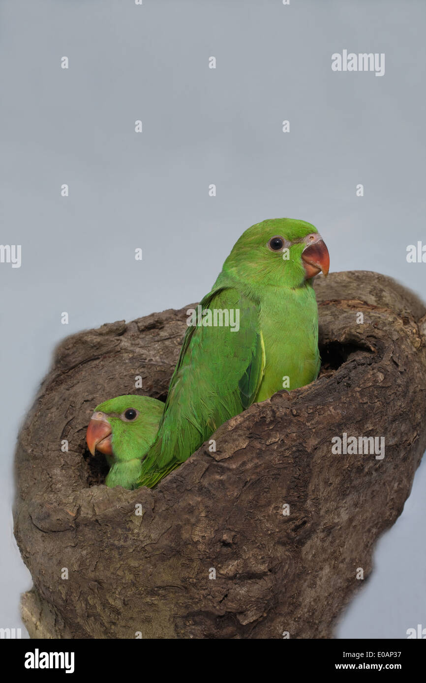 Rose-beringt oder Ring-necked Parakeet (geflohen waren). Zwei Geschwister 55 Tage alten Küken. Die Jungvögel. Stockfoto