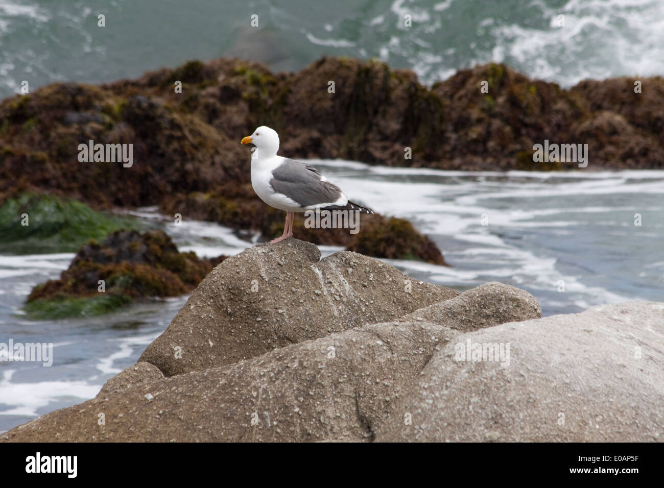 Möwe posiert als Wellen in kommen Stockfoto