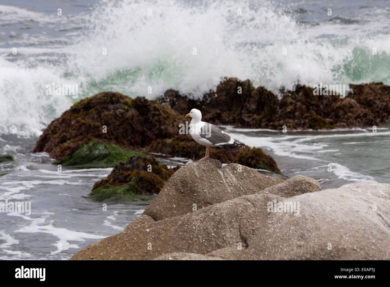 Möwe posiert als Wellen in kommen Stockfoto