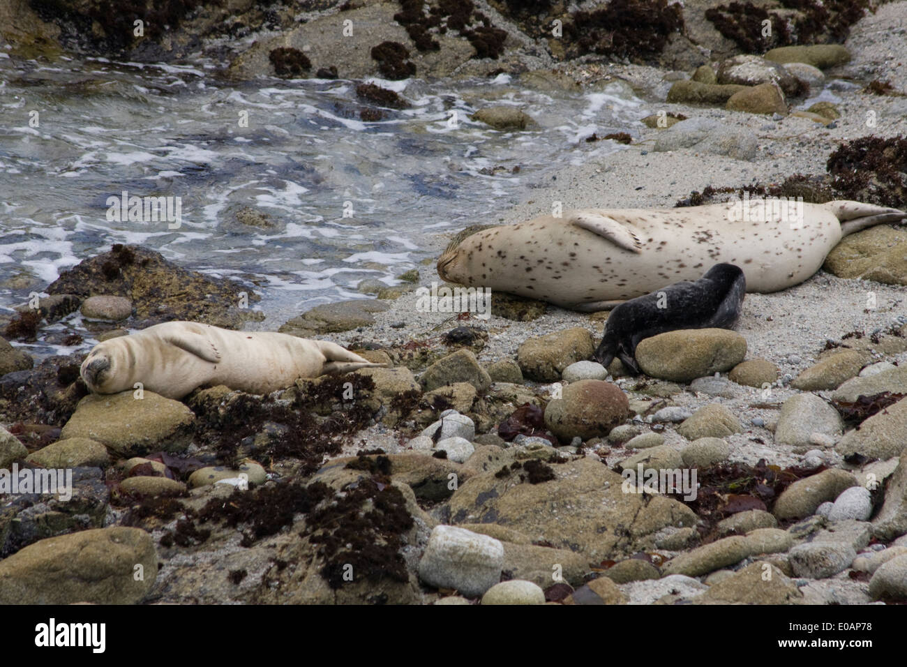 Seehunde sammeln am Strand zu gebären und Pflege für ihre neugeborenen Welpen in Pacific Grove, Kalifornien Stockfoto
