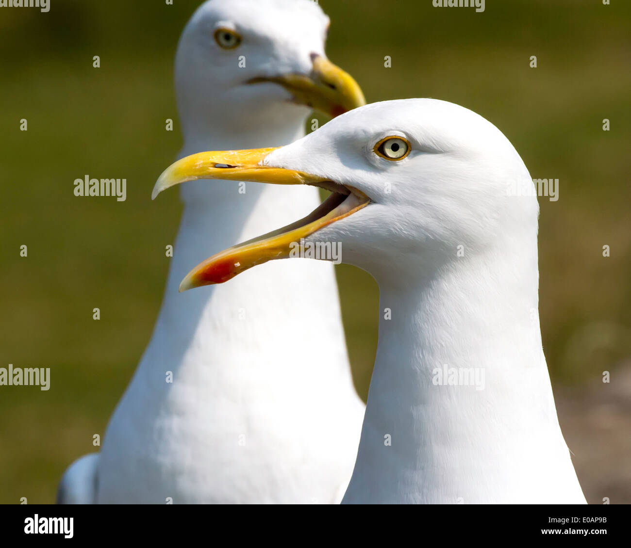 Paar Geschrei Silbermöwe Larus Argentatus Great Orme Llandudno Stockfoto