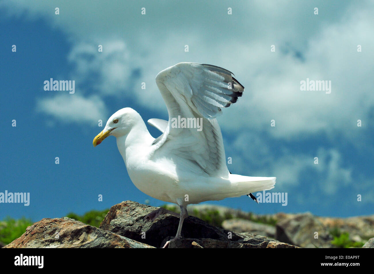 Silbermöwe Landung gerade entlang der Küste in der Nähe von Bar Harbor, Maine - USA Stockfoto