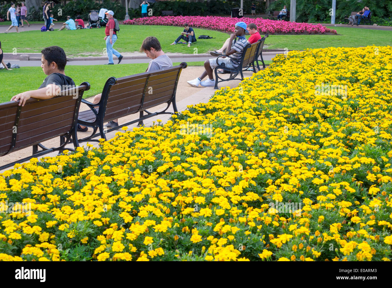 Sydney Australien, New South Wales, Hyde Park, Blumen, Bänke, Besucher reisen Reise Tour touristischer Tourismus Wahrzeichen, Kultur kultureller Urlaub Stockfoto