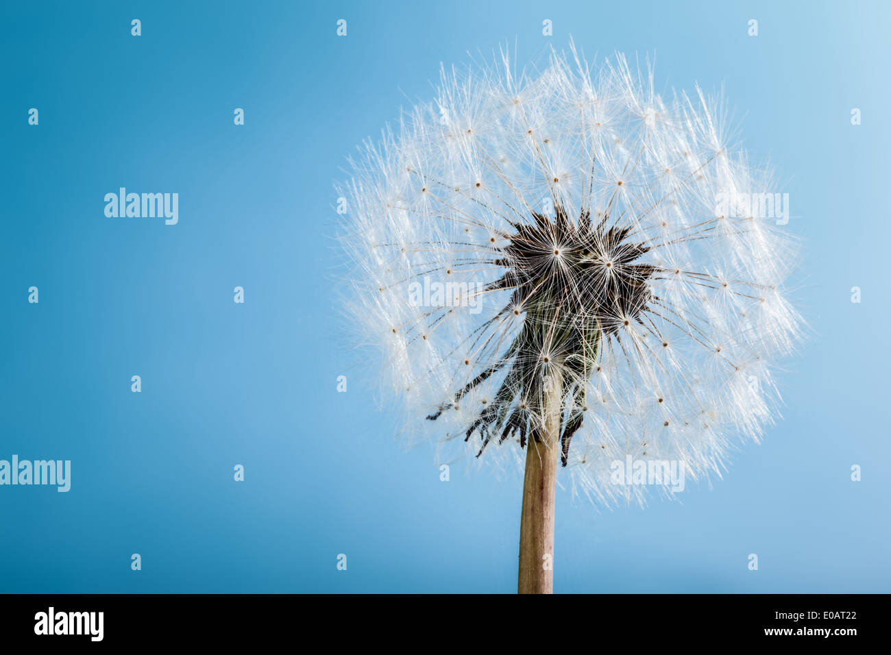 Makroaufnahme einer fragilen und flauschig Löwenzahn intakt Stockfoto