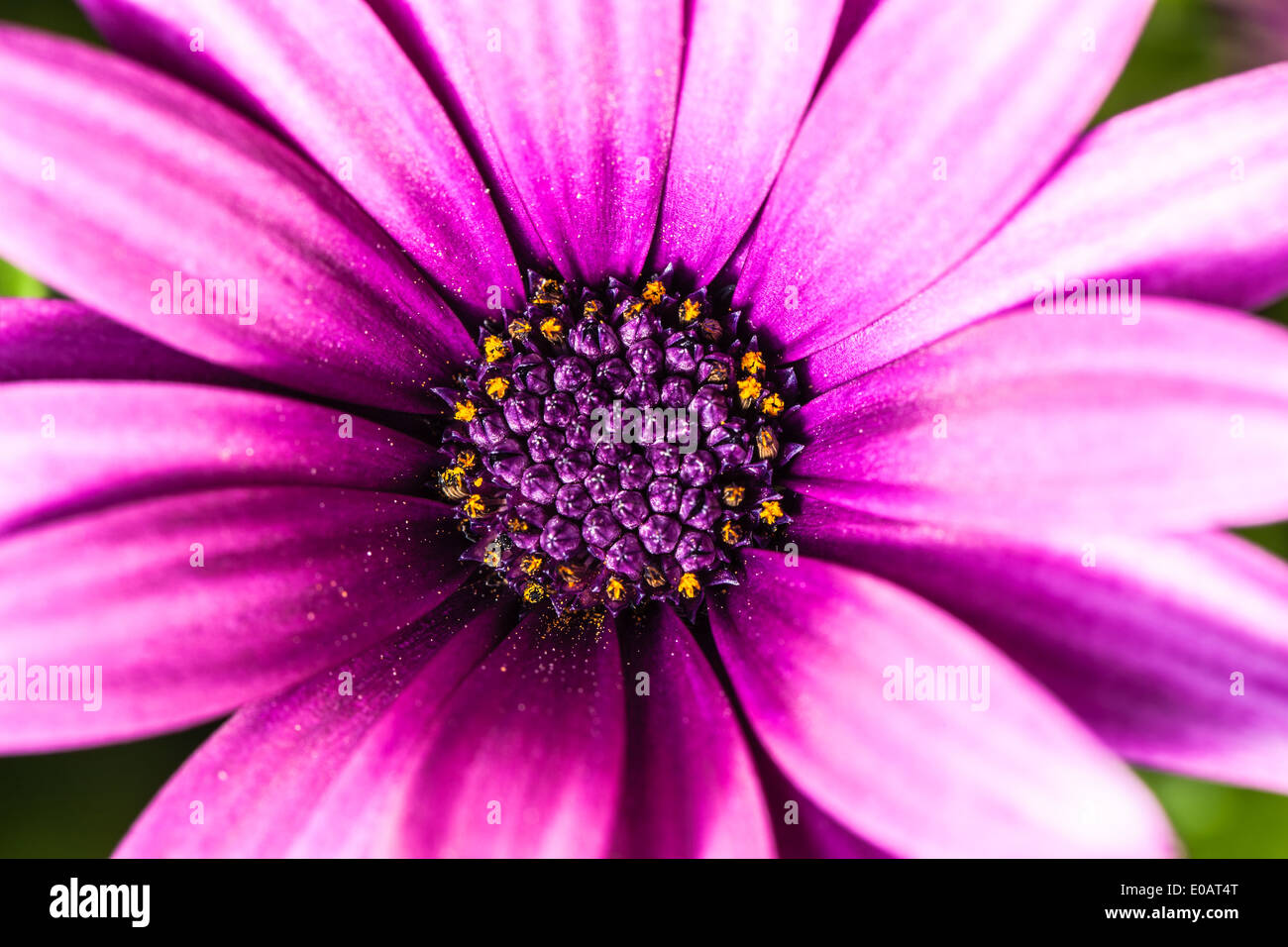 Extreme Makroaufnahme einer wunderschönen Magenta Blume Stockfoto