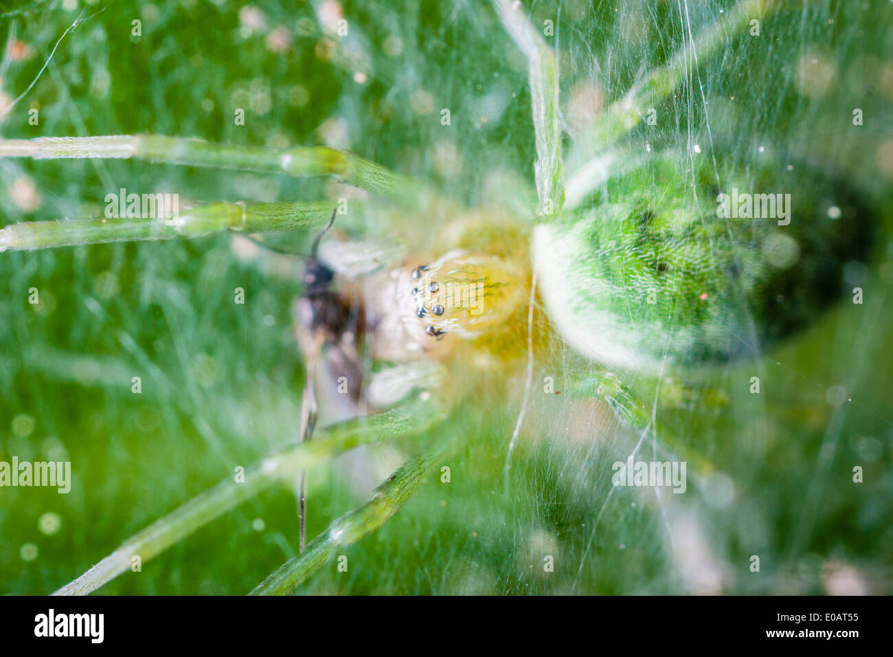Makroaufnahme einer winzigen grünen Spinne Essen eine Fliege gefangen im Netz Stockfoto