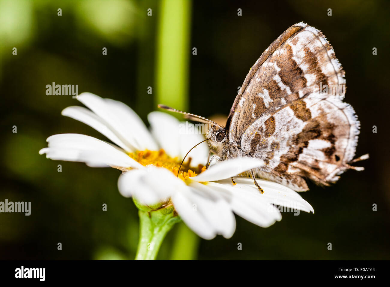 Extreme Makroaufnahme eines kleinen Schmetterlings Fütterung auf eine gemeinsame daisy Stockfoto