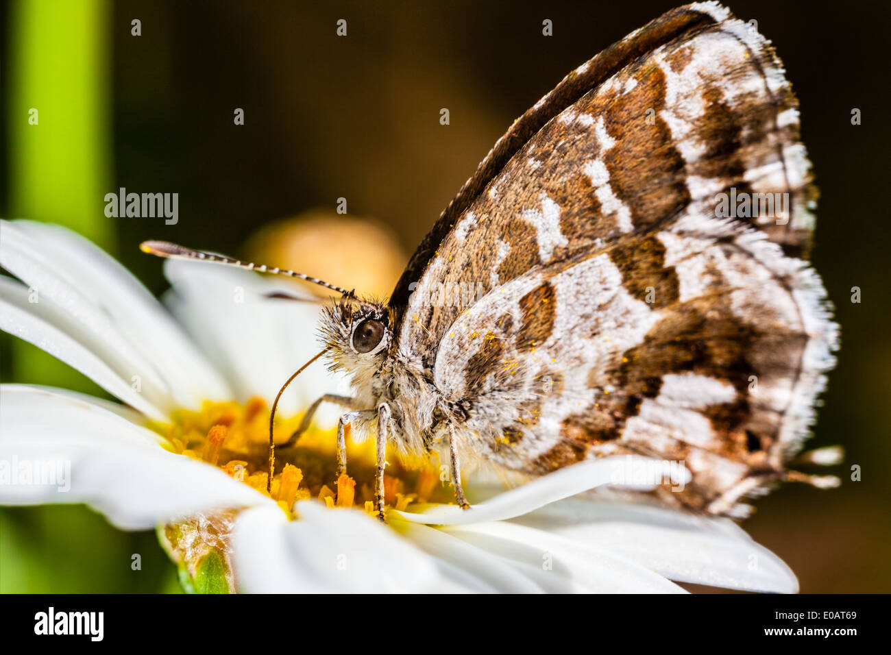 Extreme Makroaufnahme eines kleinen Schmetterlings Fütterung auf eine gemeinsame daisy Stockfoto
