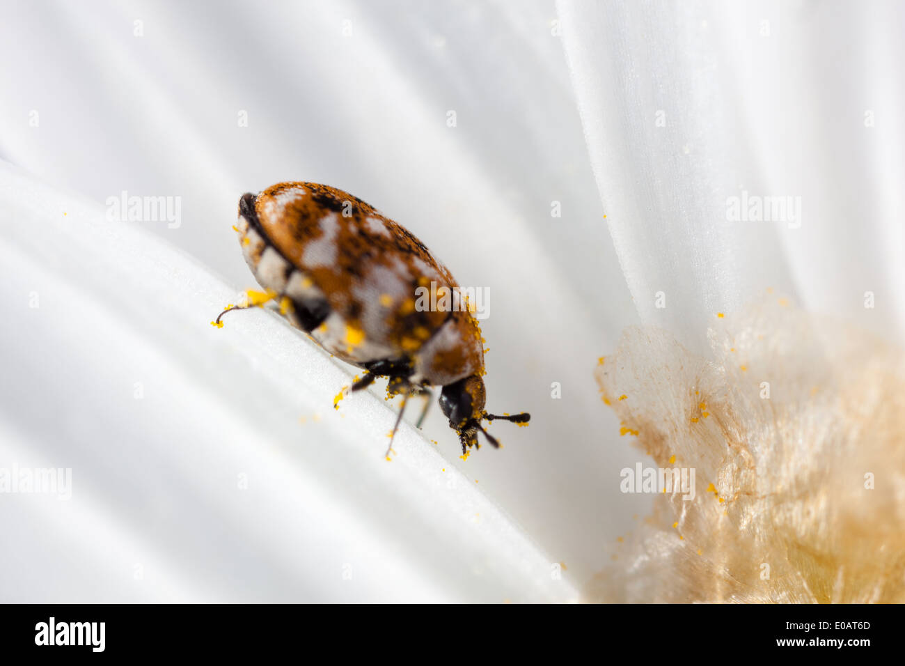 Makroaufnahme einer abwechslungsreichen Teppich Käfer auf ein weiße Gänseblümchen Stockfoto