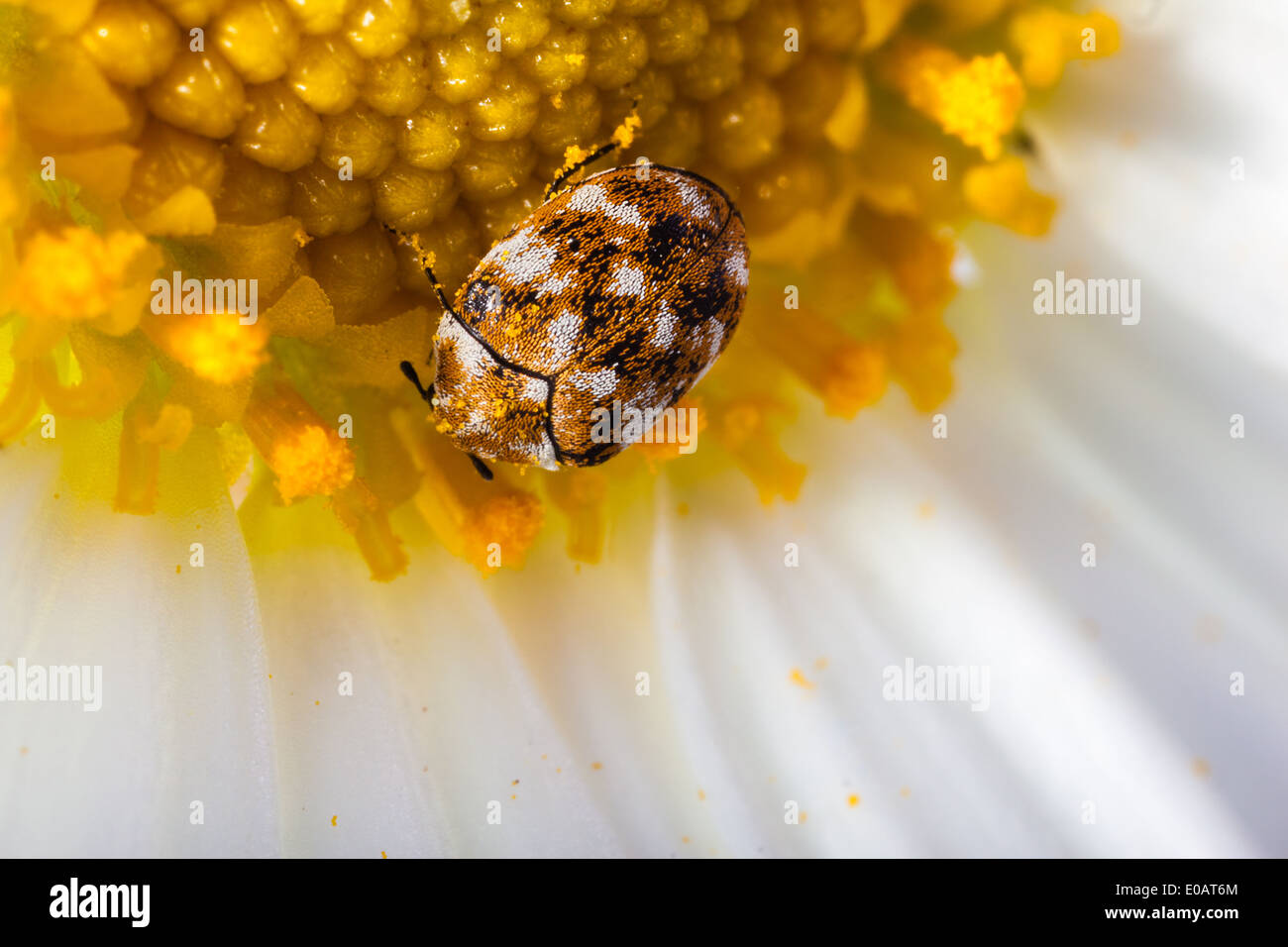 Makroaufnahme einer abwechslungsreichen Teppich Käfer auf ein weiße Gänseblümchen Stockfoto