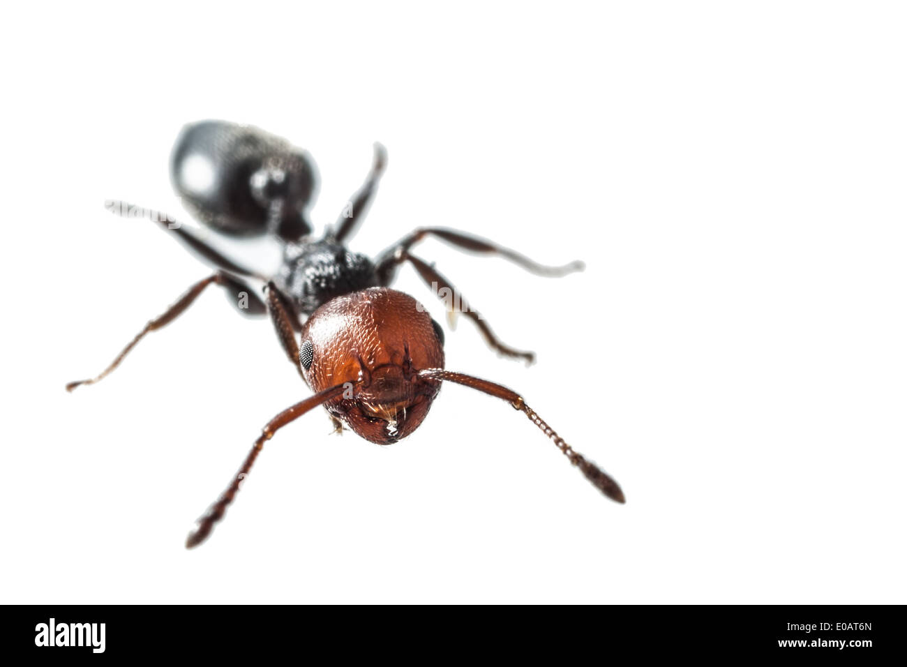 Makroaufnahme eines roten Leitung isoliert über weißen Ameise Stockfoto