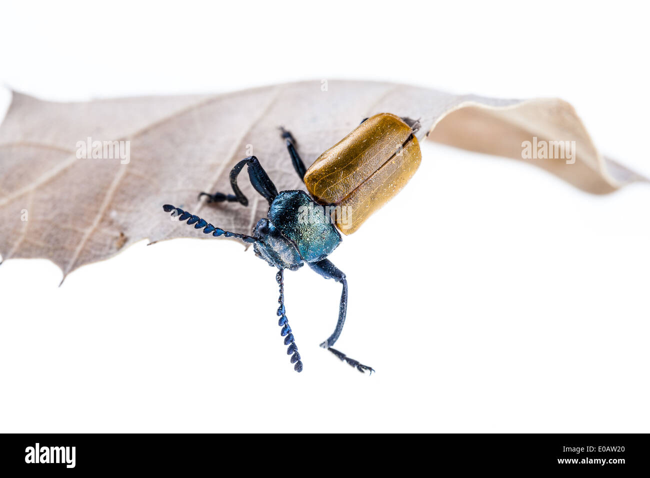 Makroaufnahme einer Omophlus Lepturoides, auch bekannt als Kamm krallte Käfer Stockfoto
