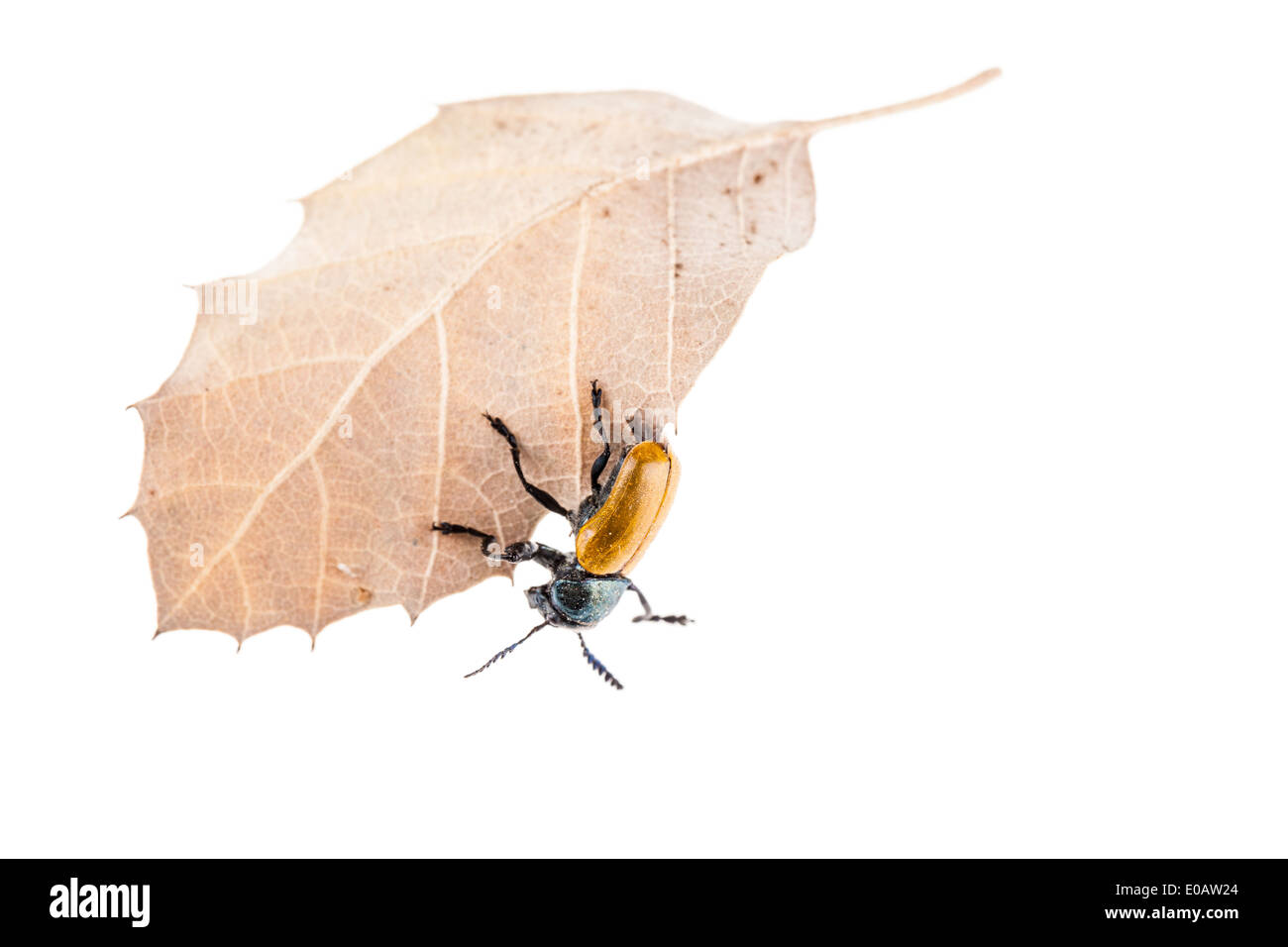 Makroaufnahme einer Omophlus Lepturoides, auch bekannt als Kamm krallte Käfer Stockfoto