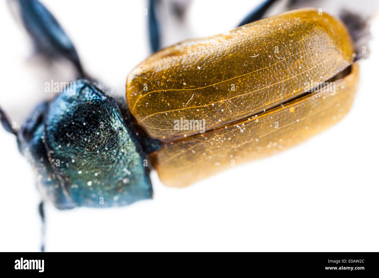 Makroaufnahme einer Omophlus Lepturoides, auch bekannt als Kamm krallte Käfer Stockfoto