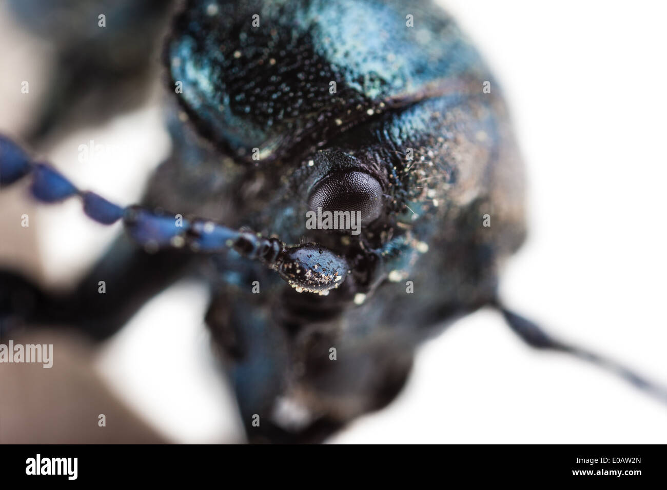 Makroaufnahme einer Omophlus Lepturoides, auch bekannt als Kamm krallte Käfer Stockfoto