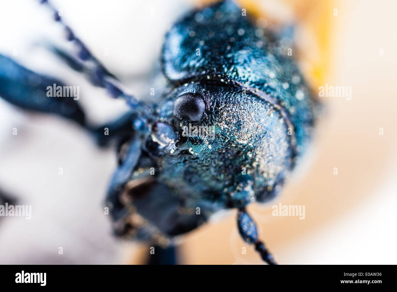 Makroaufnahme einer Omophlus Lepturoides, auch bekannt als Kamm krallte Käfer Stockfoto