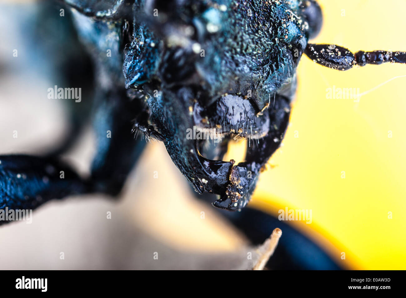 Makroaufnahme einer Omophlus Lepturoides, auch bekannt als Kamm krallte Käfer Stockfoto