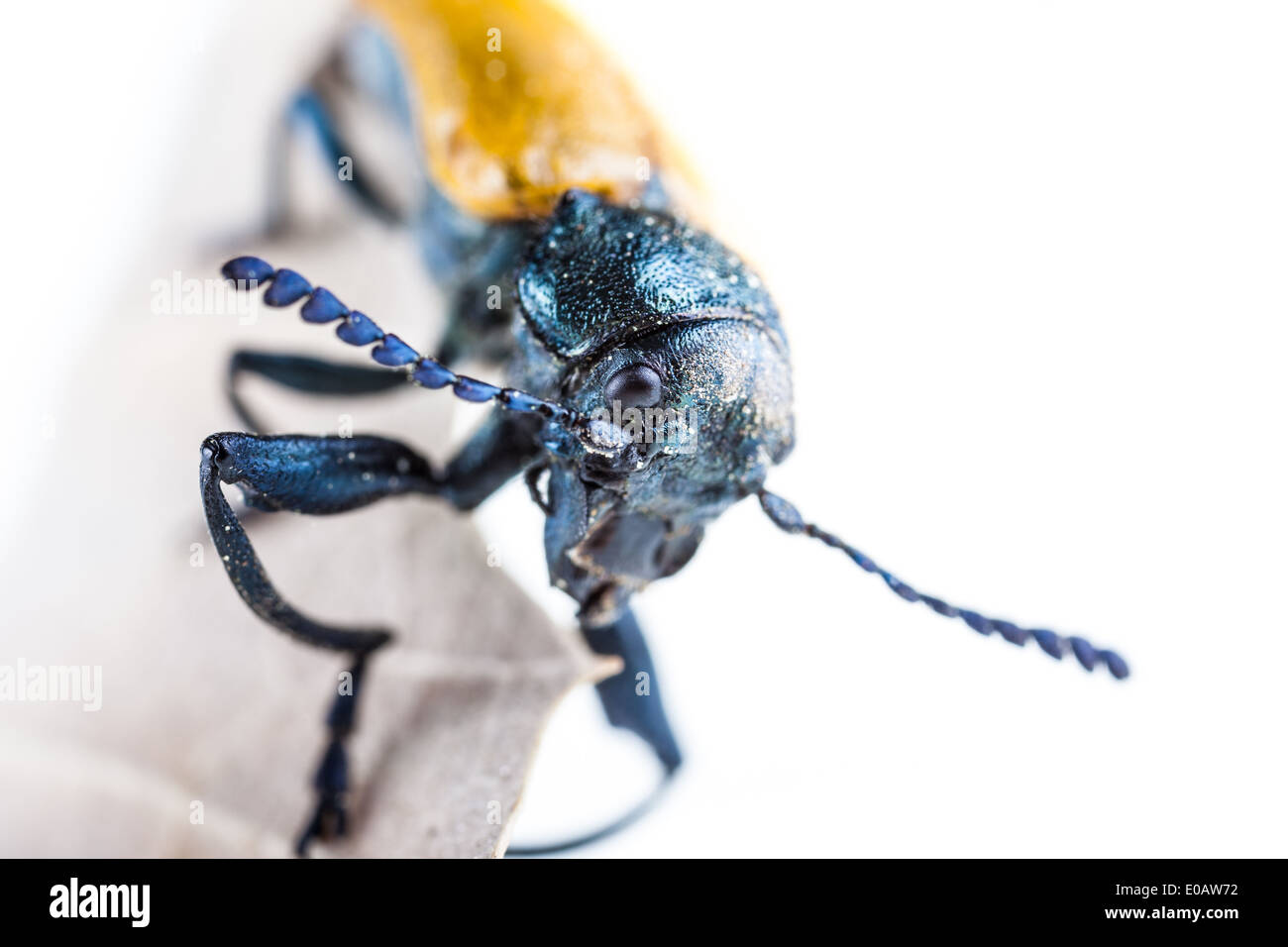 Makroaufnahme einer Omophlus Lepturoides, auch bekannt als Kamm krallte Käfer Stockfoto