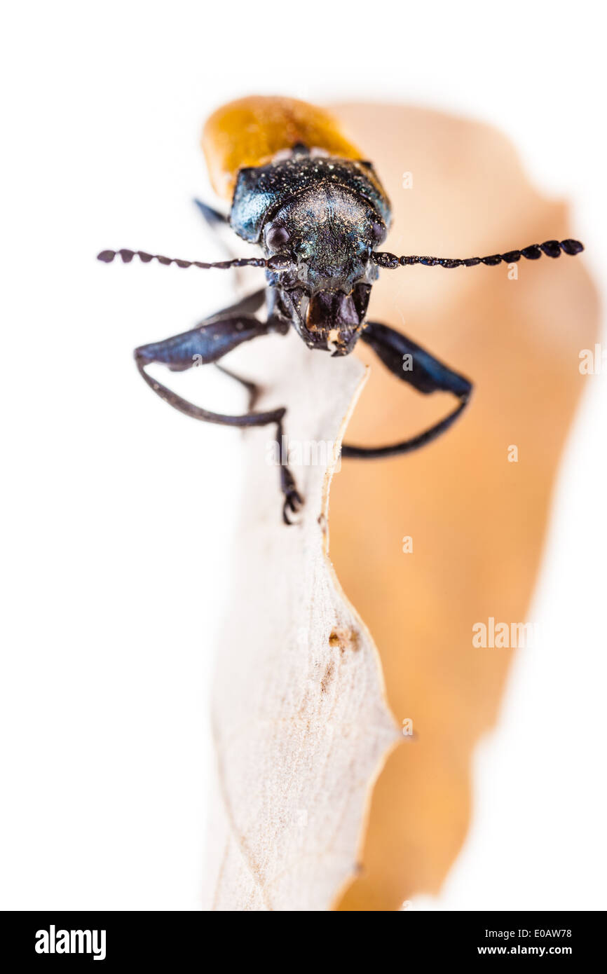 Makroaufnahme einer Omophlus Lepturoides, auch bekannt als Kamm krallte Käfer Stockfoto