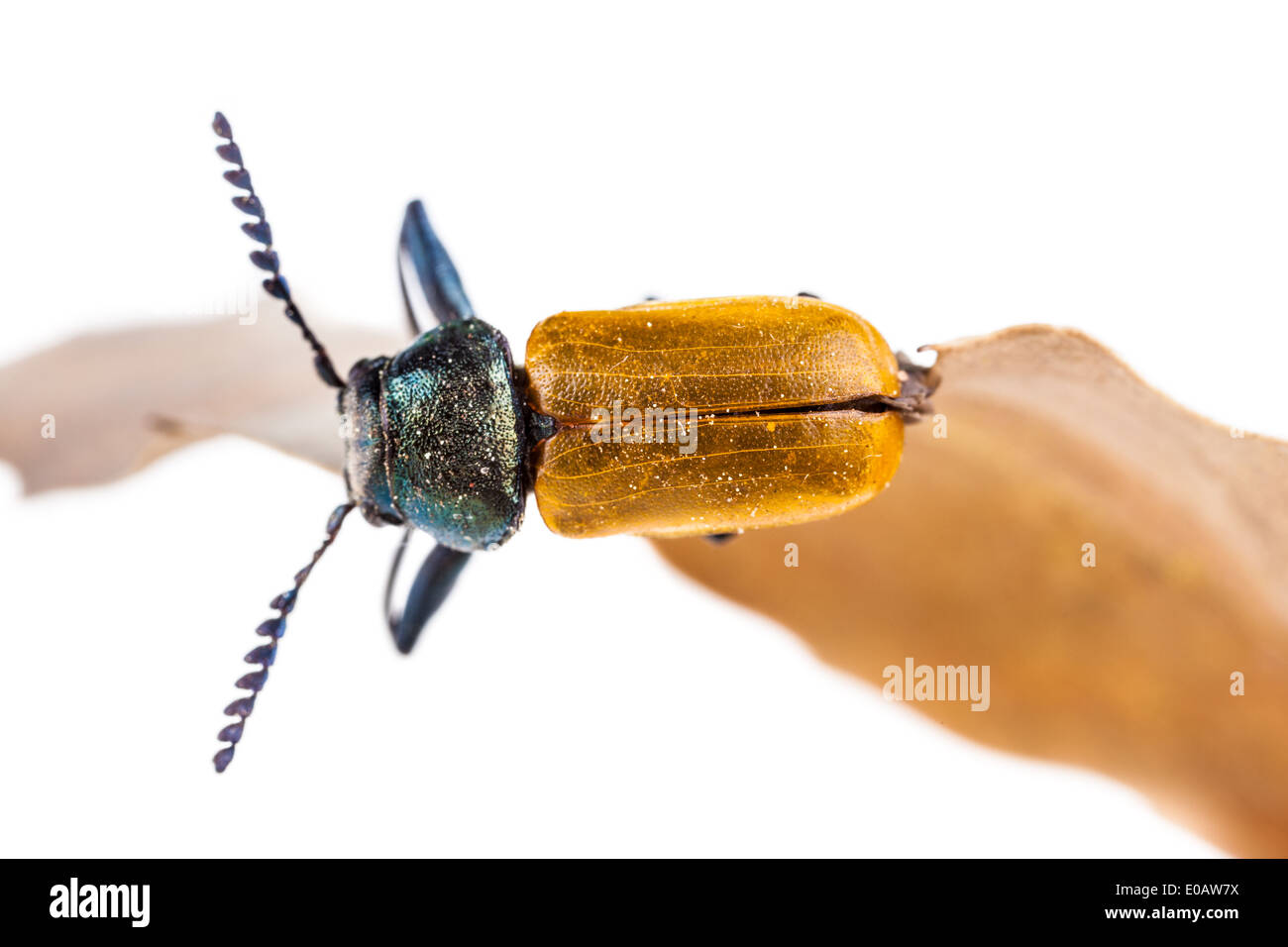 Makroaufnahme einer Omophlus Lepturoides, auch bekannt als Kamm krallte Käfer Stockfoto