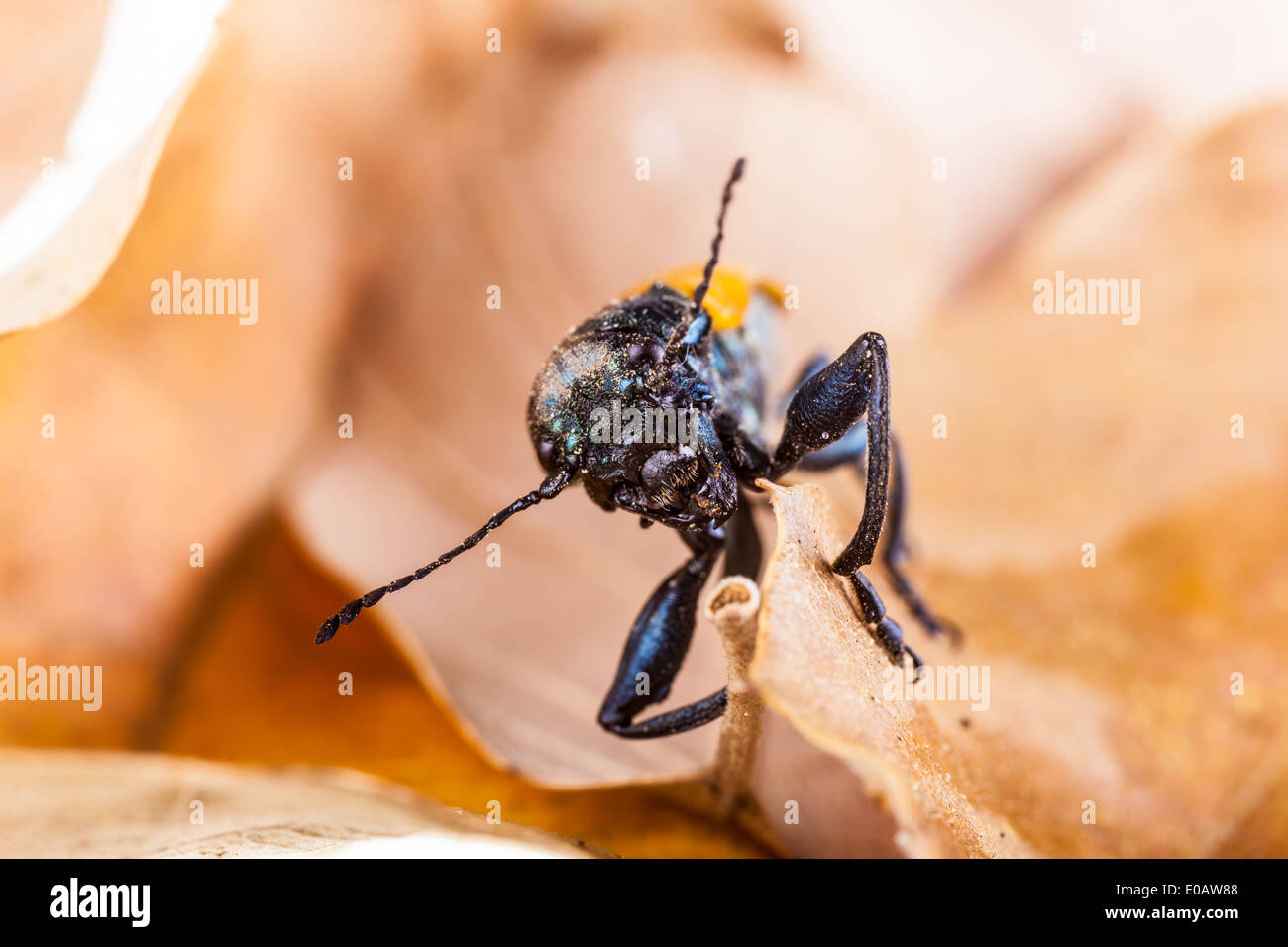 Makroaufnahme einer Omophlus Lepturoides, auch bekannt als Kamm krallte Käfer Stockfoto