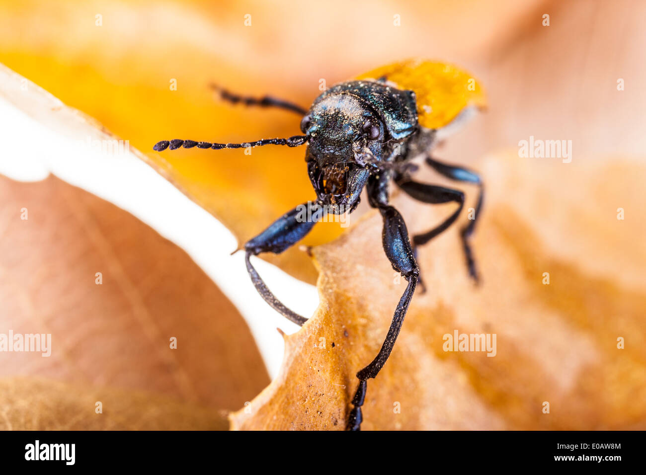 Makroaufnahme einer Omophlus Lepturoides, auch bekannt als Kamm krallte Käfer Stockfoto
