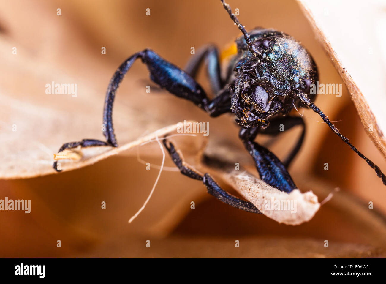 Makroaufnahme einer Omophlus Lepturoides, auch bekannt als Kamm krallte Käfer Stockfoto