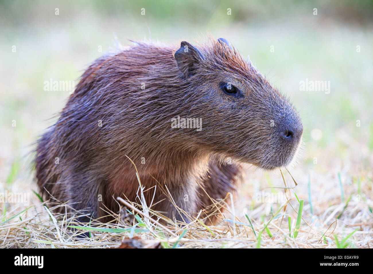 Südamerika, Brasilia, Mato Grosso do Sul, Pantanal, Capybara, Hydrochoerus hydrochaeris Stockfoto