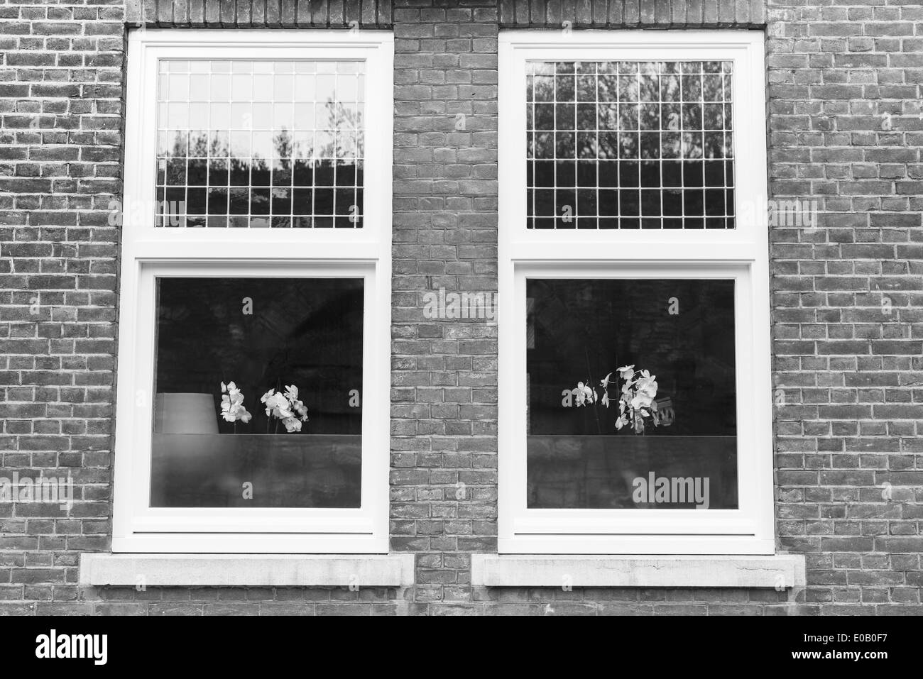 Niederlande, Maastricht, Fenster mit Orchideen Stockfoto