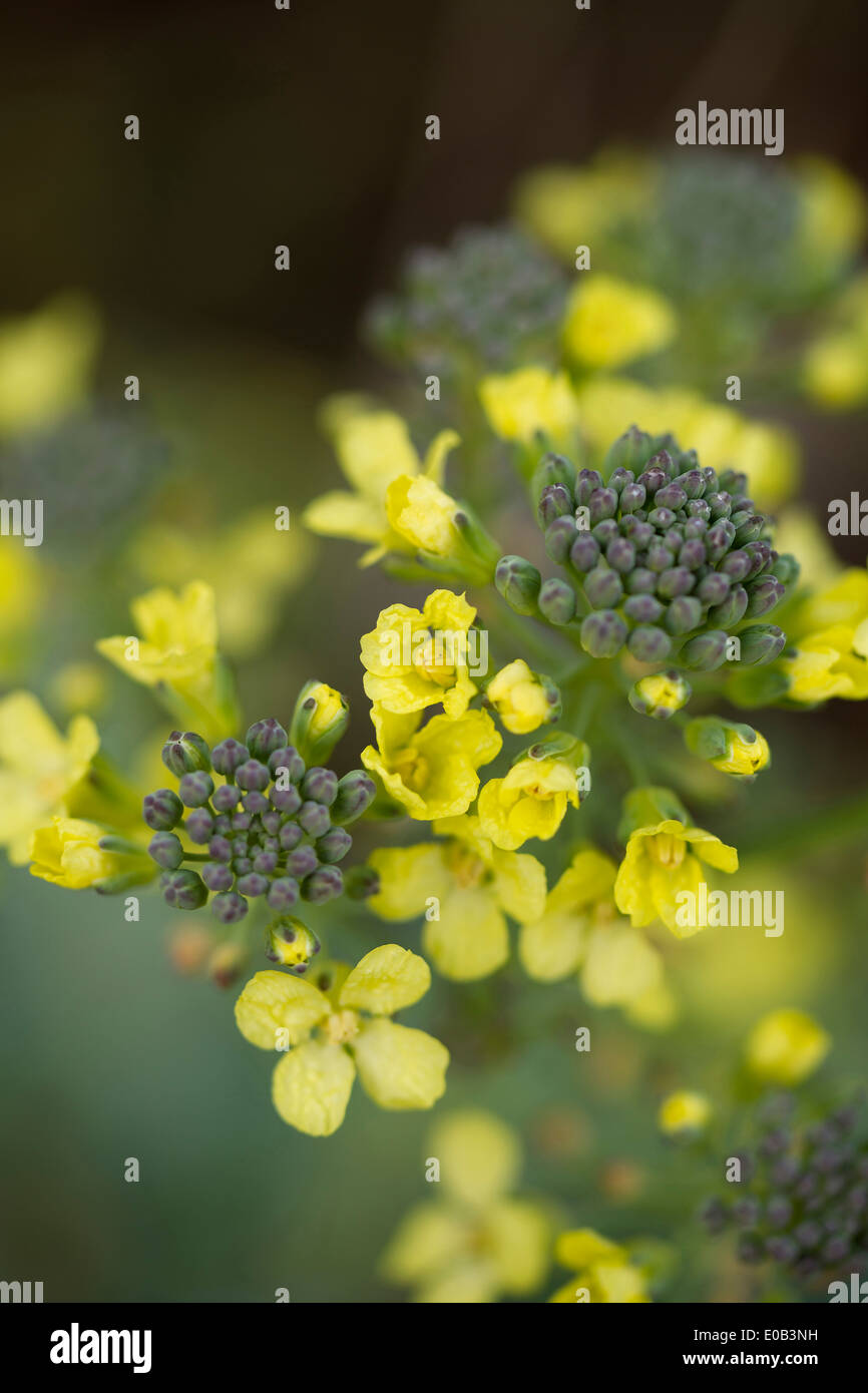 Blühende Brokkoli Brassica Oleracea var. Italica Plenck Stockfoto