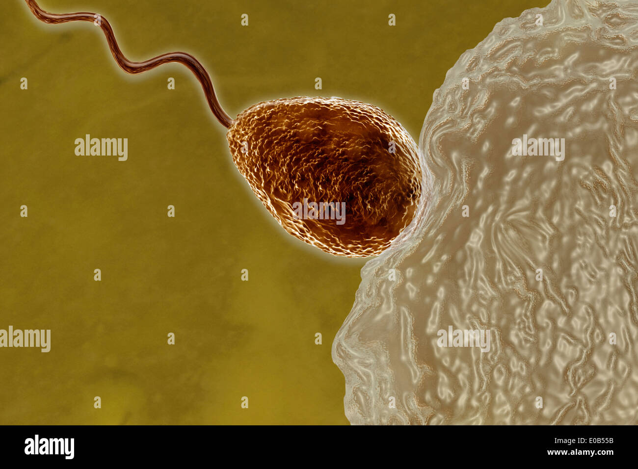 Spermien, die Eizelle zu befruchten Stockfoto