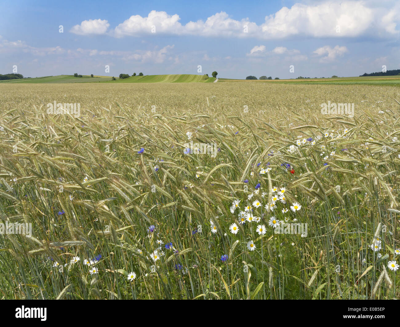 Deutschland, Bayern, Upper Bavaria, Andechs, Mais-Feld Stockfoto