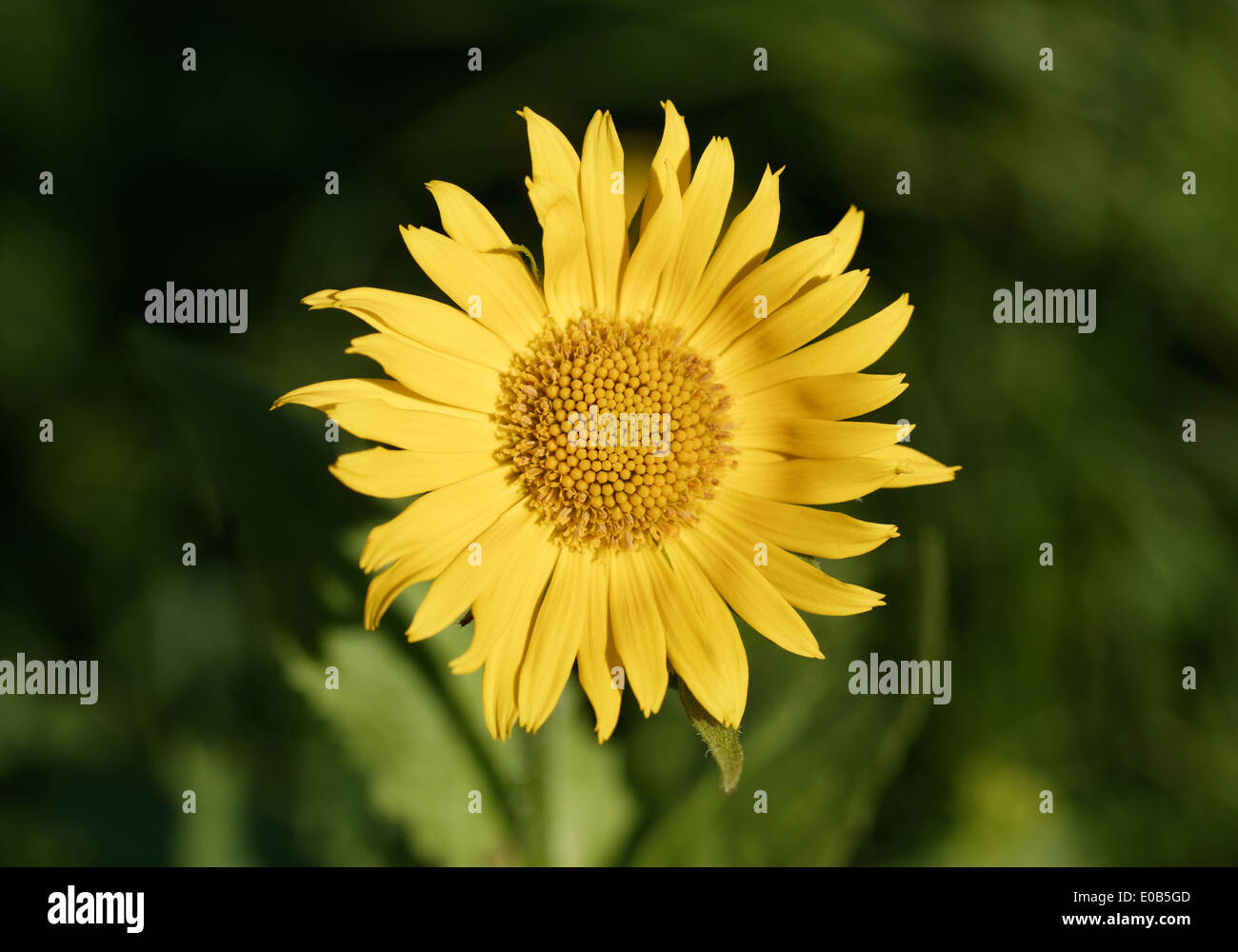 Österreich, Vorarlberg, Leoparden-Bane Kreuzkraut, Senecio doronicum Stockfoto