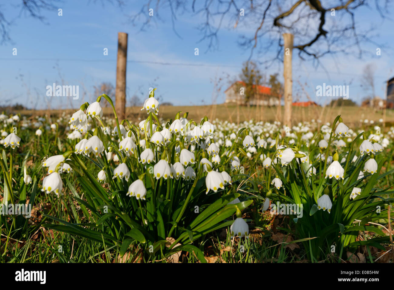 Deutschland, Bayern, Upper Bavaria, Eurasburg, Schneeflocke Frühlingsblume, Leucojum vernum Stockfoto