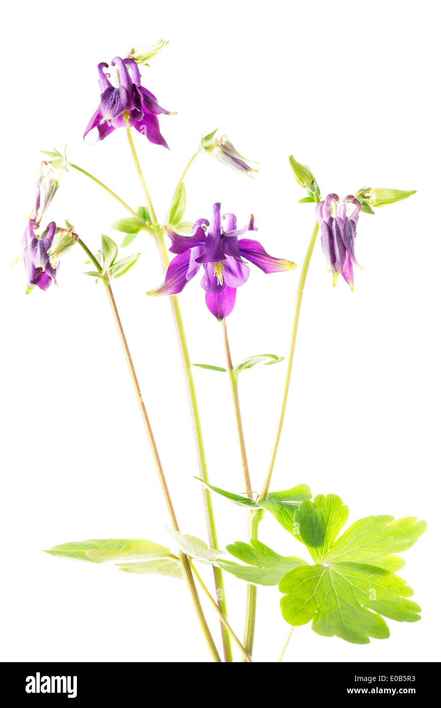 Europäische Akelei (Aquilegia Vulgaris) Stockfoto