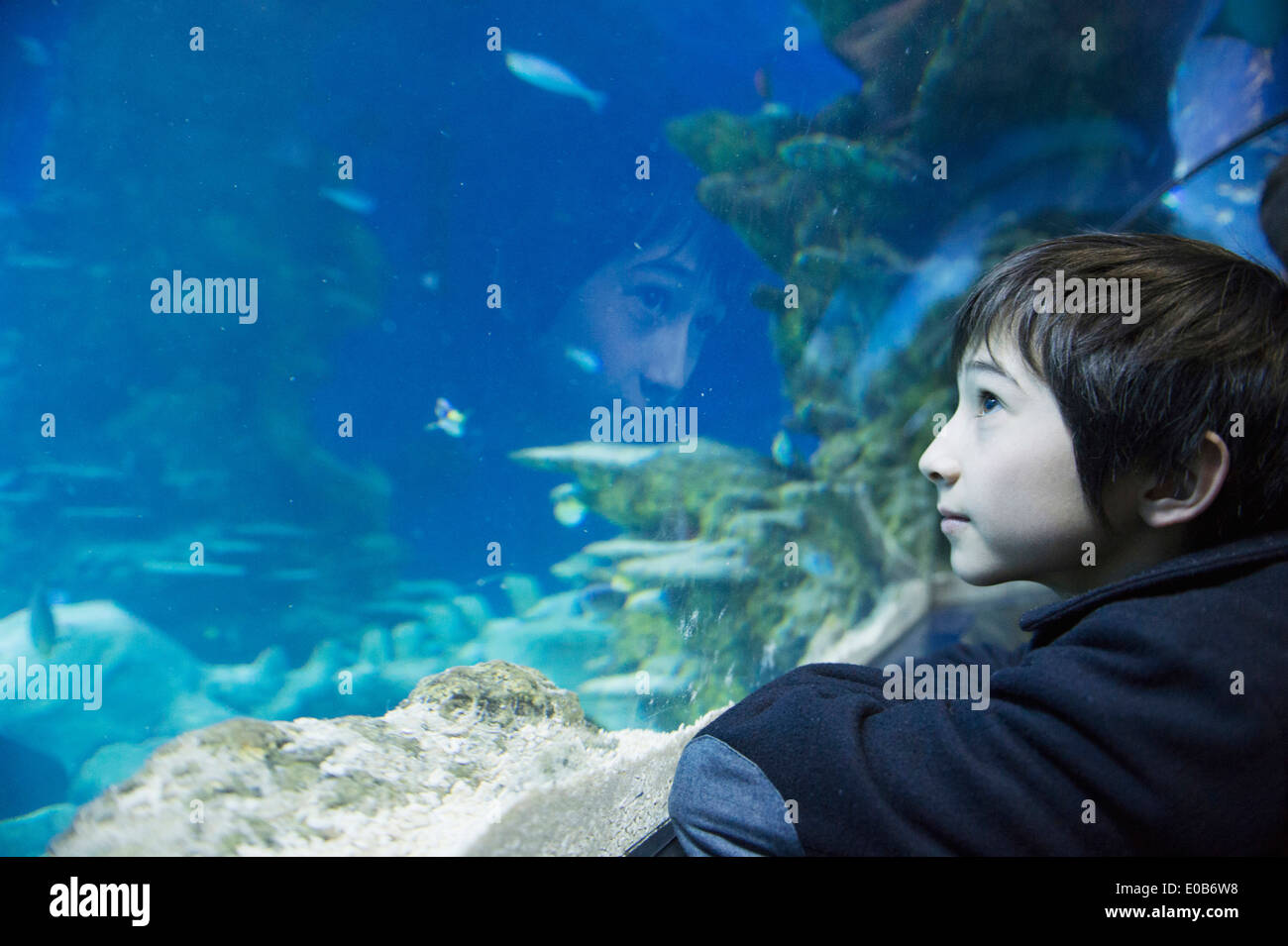 Junge Meerestiere im Aquarium bewundern Stockfoto