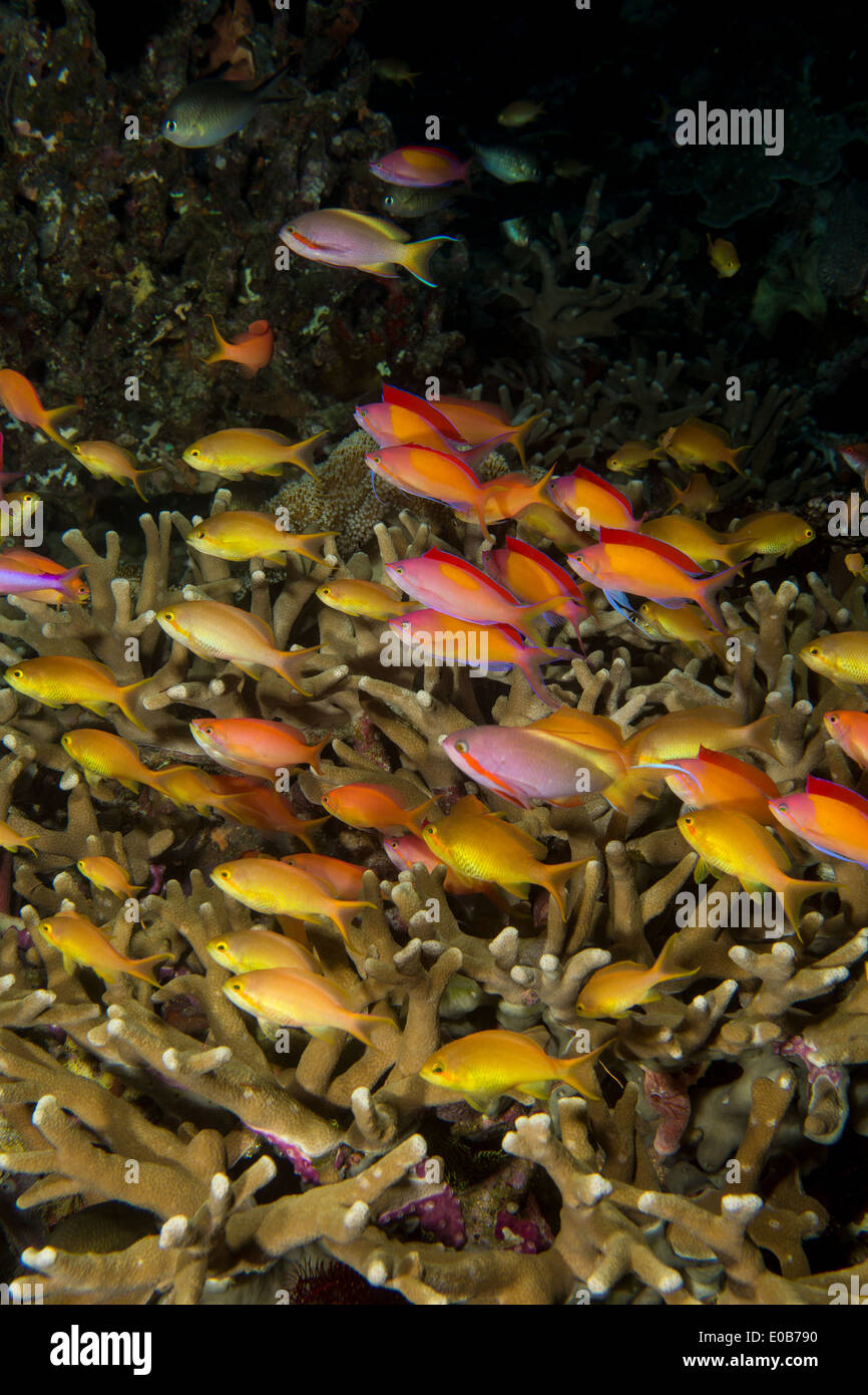 Schulzeit Anthias. Stockfoto