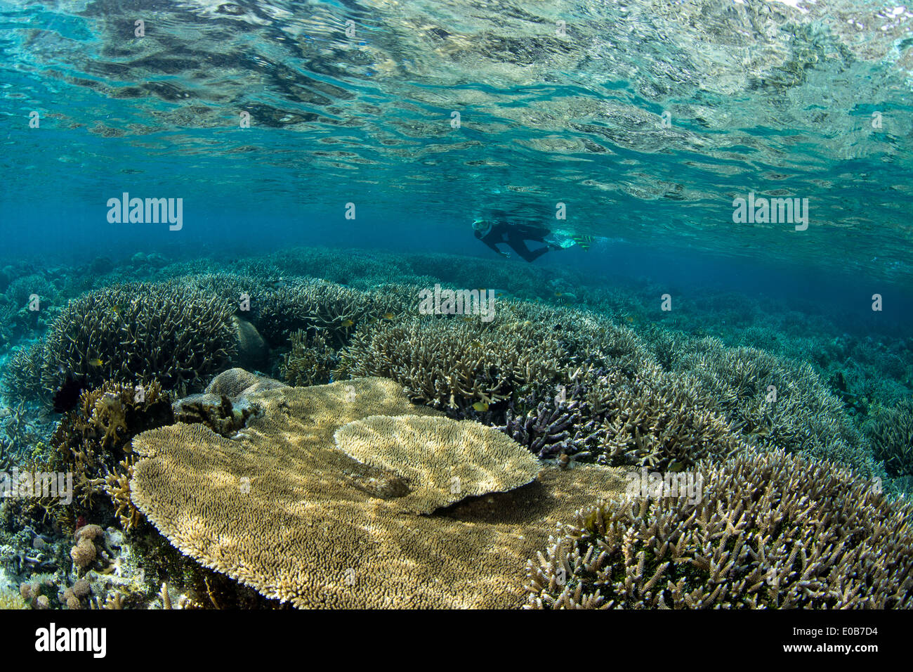 Schnorchler am Korallenriff. Stockfoto