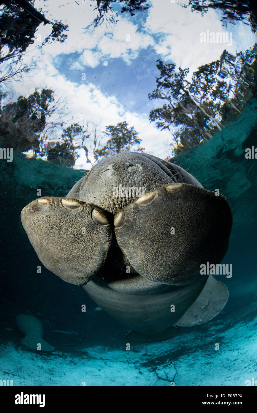 Eine schüchterne Seekuh. Stockfoto