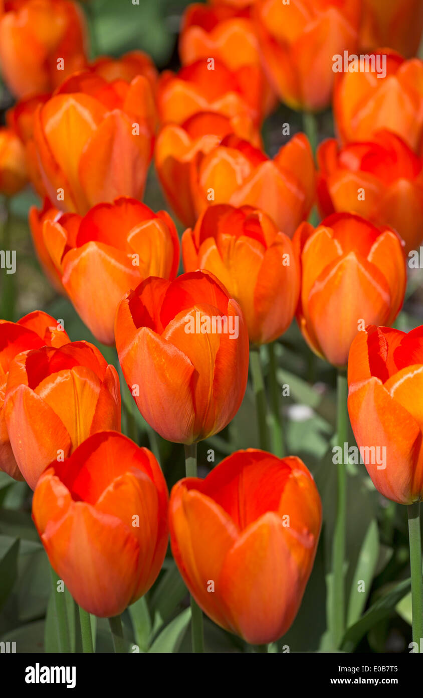 die Frühlings-Tulpen von keukenhof Stockfoto